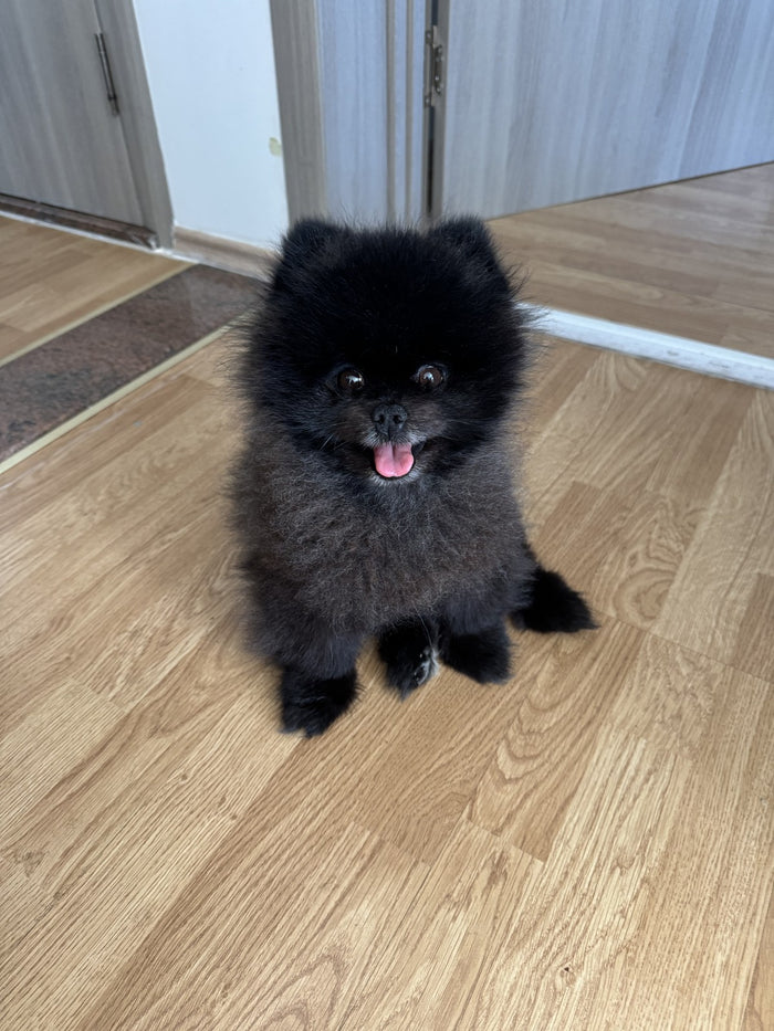 Photo prise au téléphone de Portoriko, un Spitz nain noir – la photo de départ de ses portraits